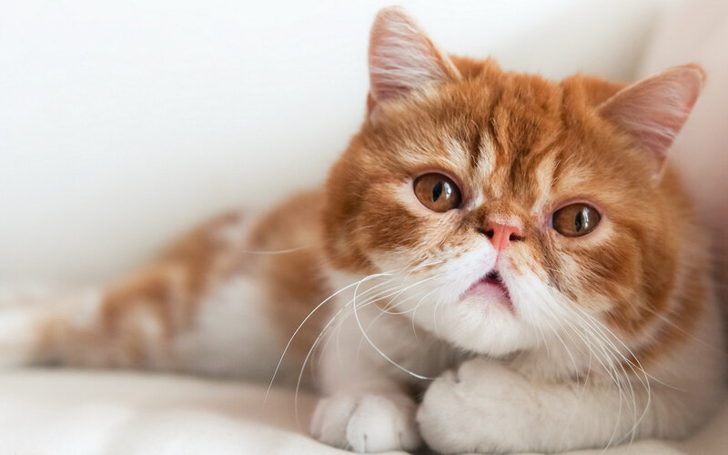 Orange and White Cat — Calm, Photograph, Whiskers, White Surface