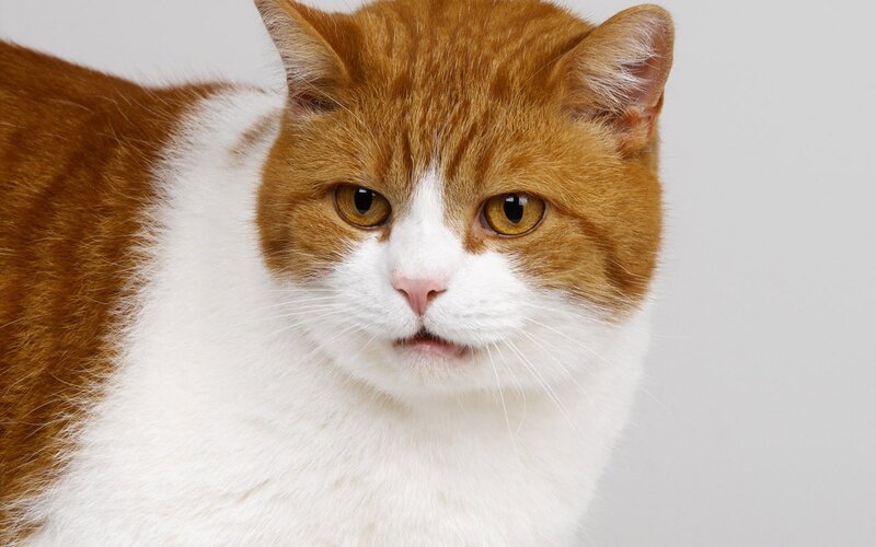 Orange and White Cat — Calm, Photograph, White Background