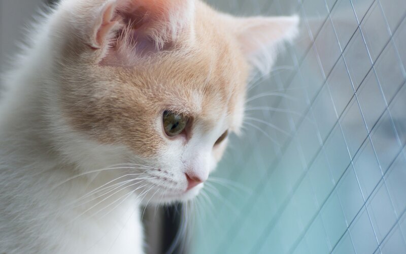 Orange and White Cat — Calm, Photograph, Window
