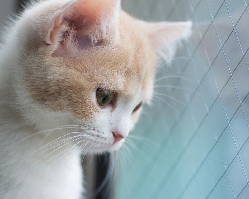 Orange and White Cat — Calm, Photograph, Window, Whiskers