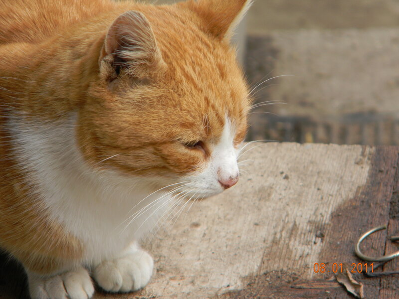 Orange and White Cat — Calm, Photograph, Wooden Surface