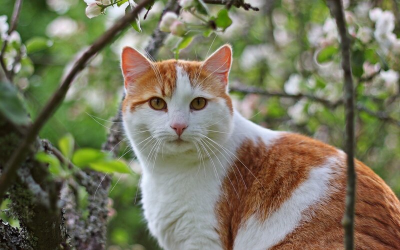 Orange and White Cat — Calm, Spring, Photograph