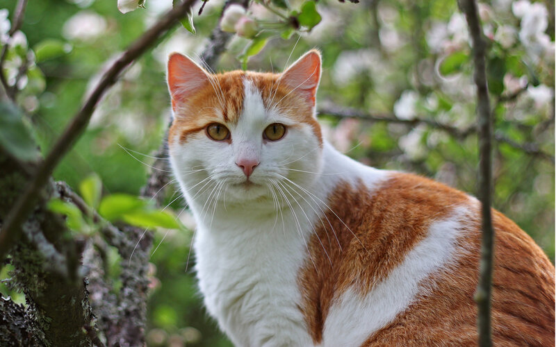 Orange and White Cat — Calm, Spring, Photograph, Tree