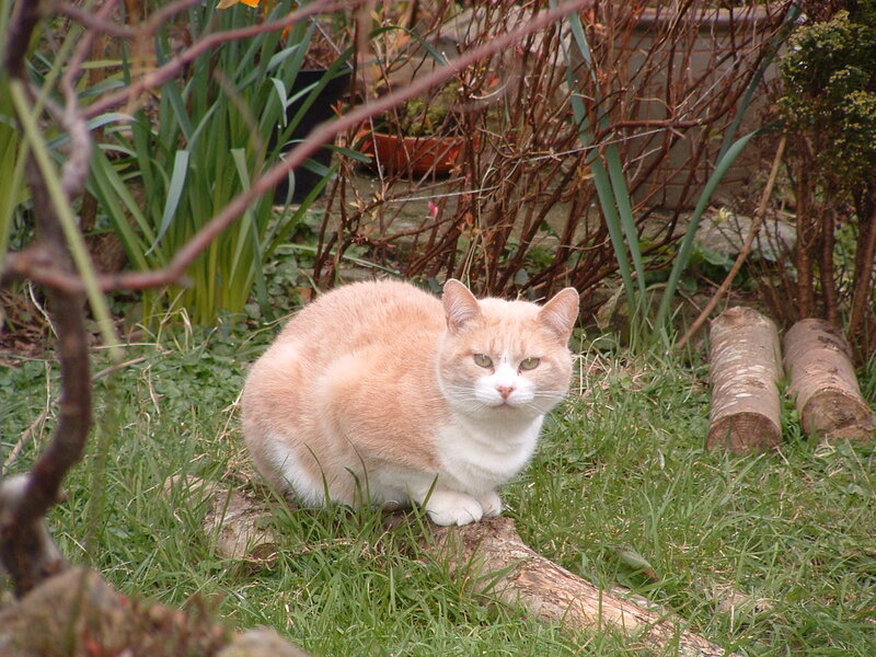 Orange and White Cat — Calm, Spring