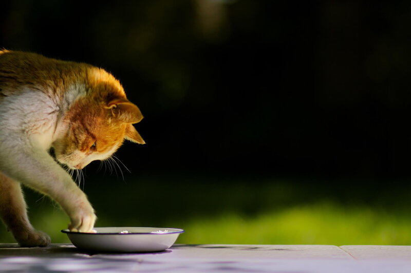 Orange and White Cat — Calm, Sunset, Photograph