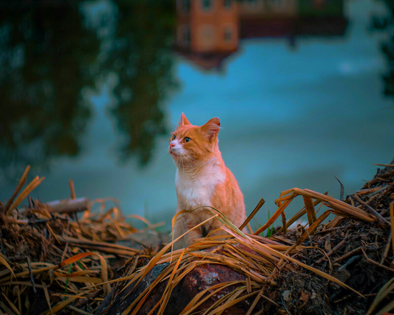 Orange and White Cat — Calm, Sunset