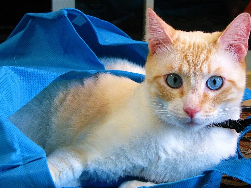 Orange and White Cat — Calm