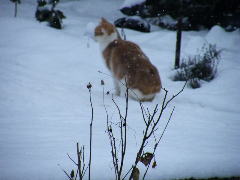 Orange and White Cat — Calm, Winter, Photograph, Snow