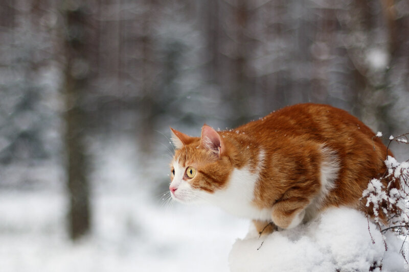 Orange and White Cat — Calm, Winter, Photograph, Snow, Trees