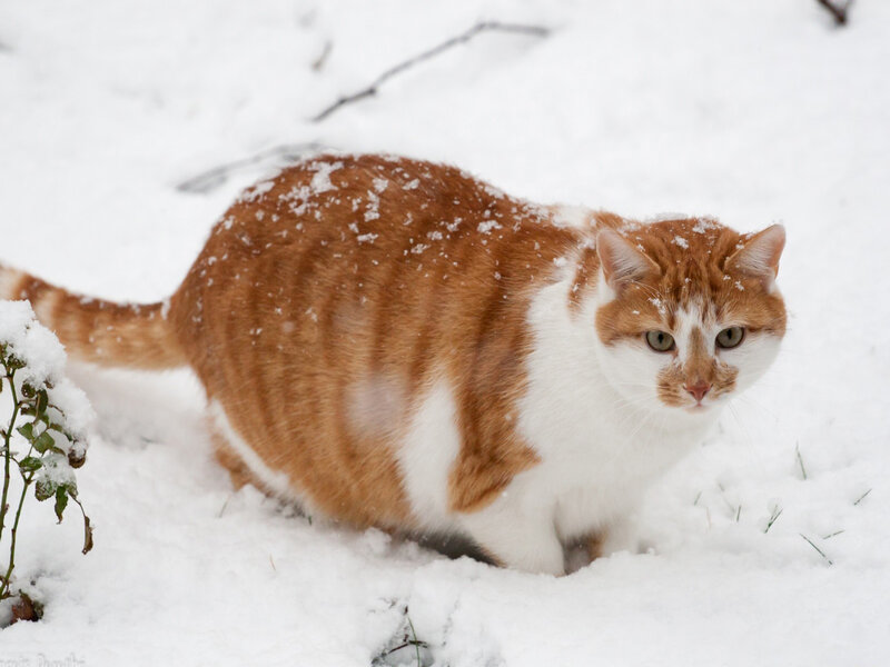 Orange and White Cat — Calm, Winter, Photograph