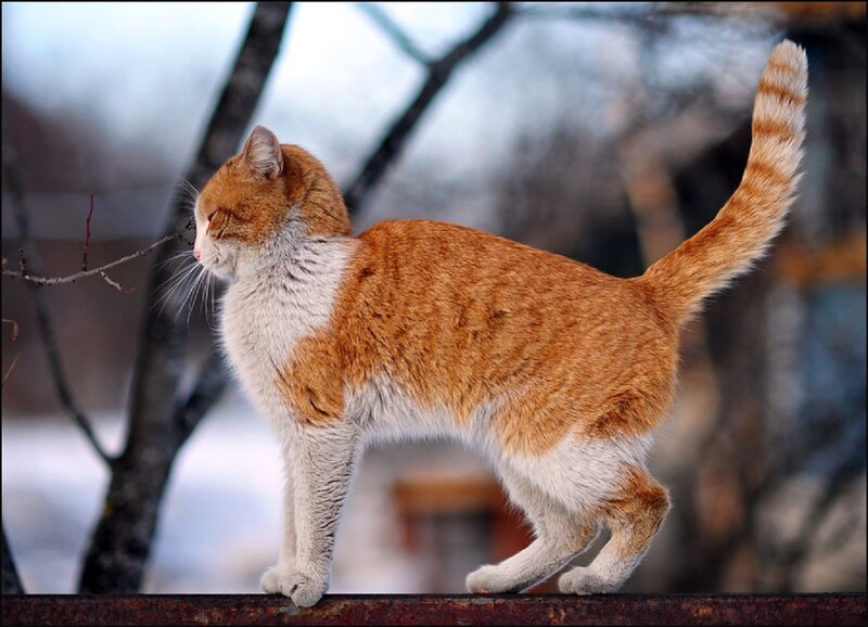 Orange and White Cat — Calm, Winter, Photograph, Tree Branches