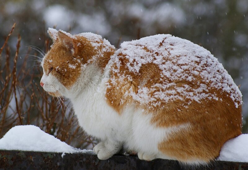 Orange and White Cat — Calm, Winter