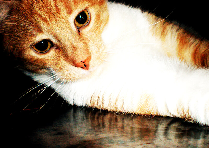 orange and white cat close-up
