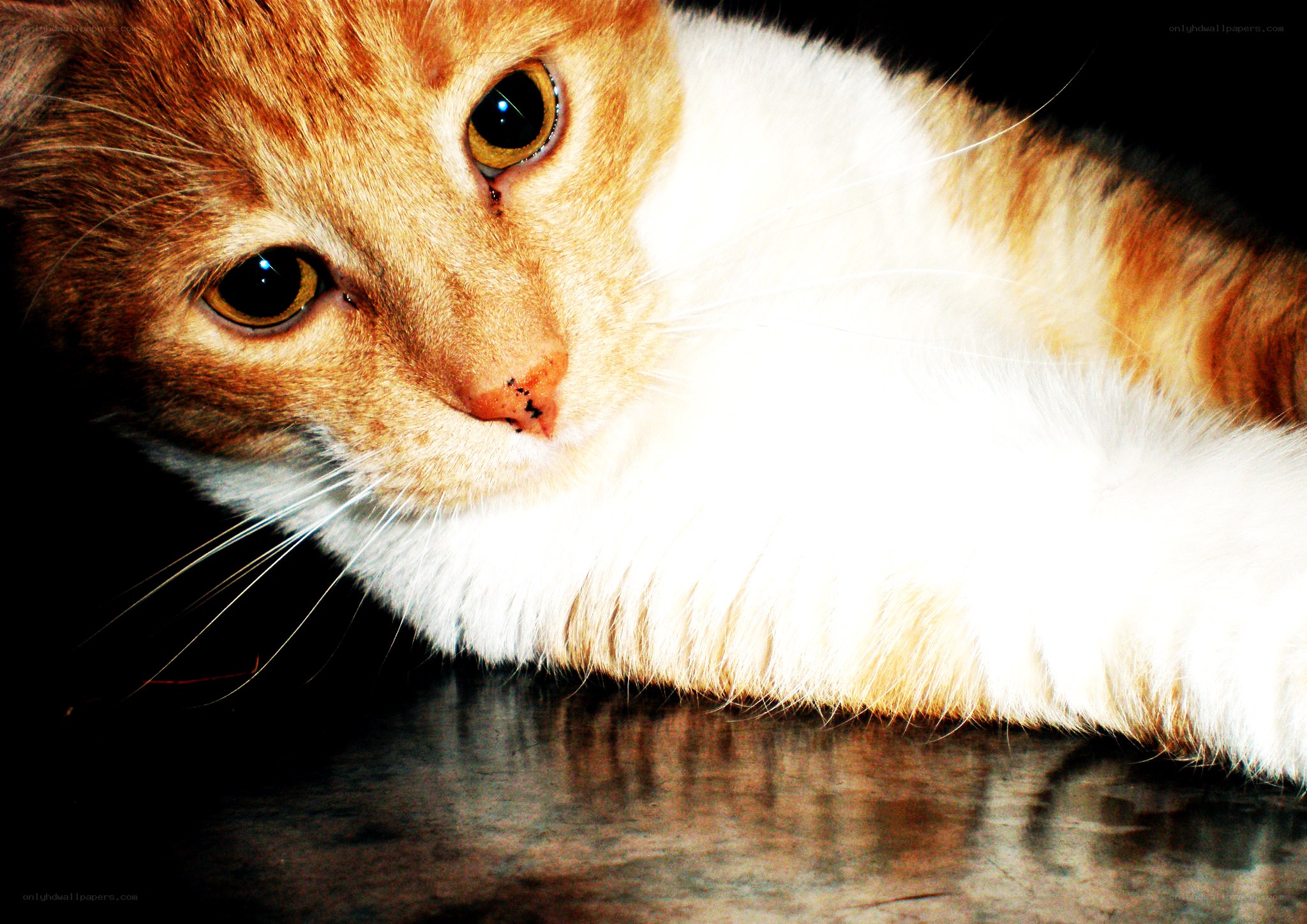 orange and white cat close-up