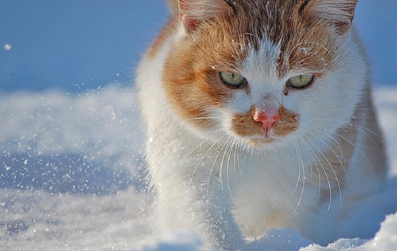 Orange and White Cat — Cold
