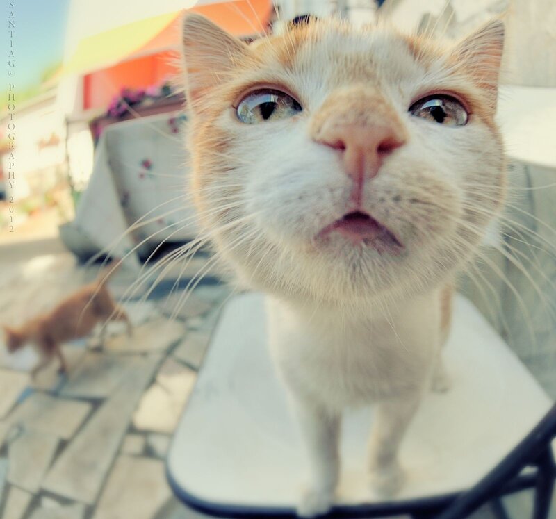 Orange and White Cat — Curious, Afternoon, Photograph, Table