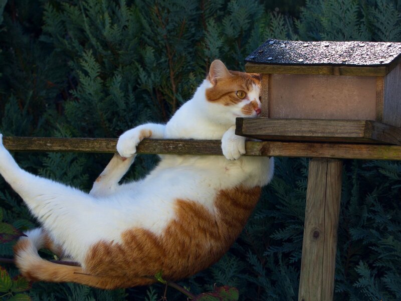 Orange and White Cat — Curious, Afternoon, Photograph