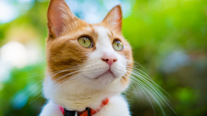 Orange and White Cat — Curious, Afternoon