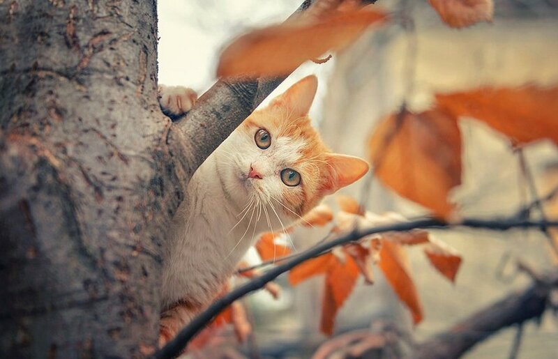 Orange and White Cat — Curious, Autumn