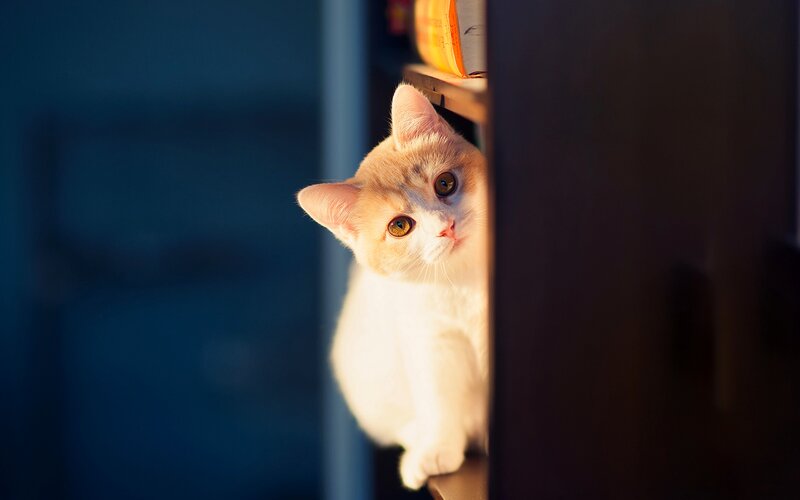 Orange and White Cat — Curious, Night