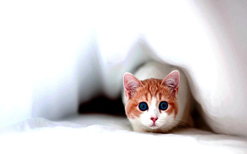 Orange and White Cat — Curious, Photograph, Blanket