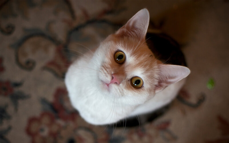 Orange and White Cat — Curious, Photograph, Carpet