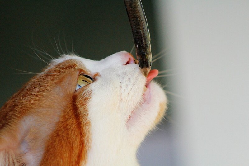 Orange and White Cat — Curious, Photograph, Fish