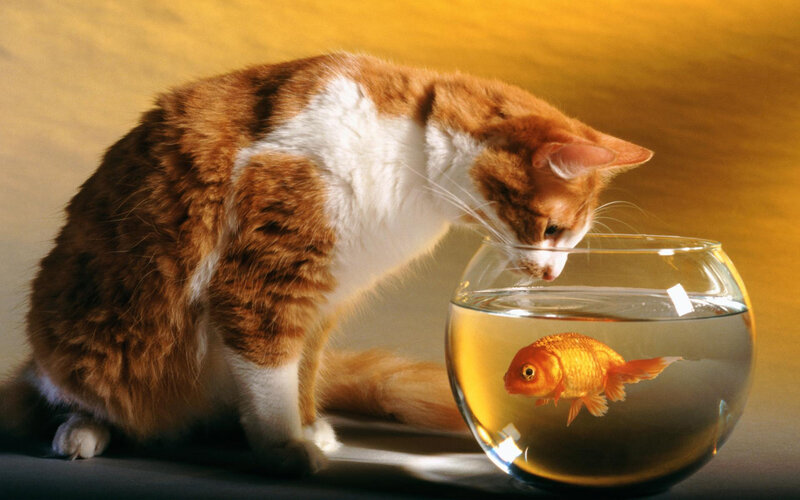 Orange and White Cat — Curious, Photograph, Goldfish