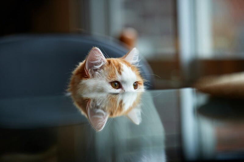 Orange and White Cat — Curious, Photograph, Table, Chair