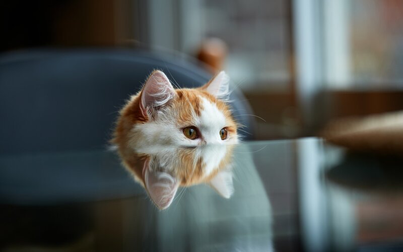Orange and White Cat — Curious, Photograph, Table