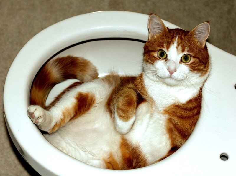 Orange and White Cat — Curious, Photograph