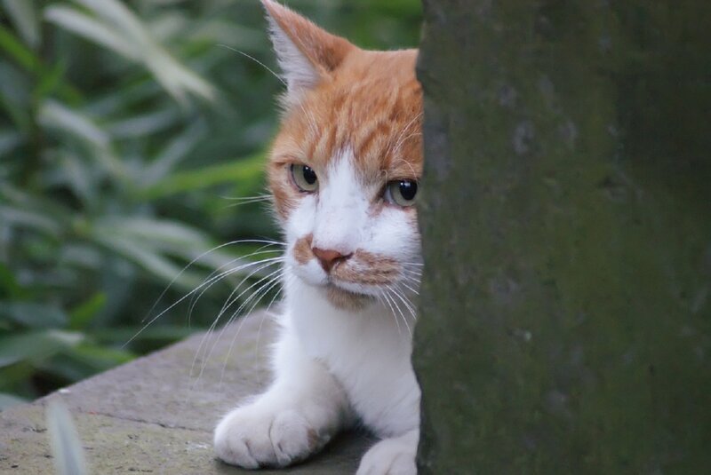 Orange and White Cat — Curious, Photograph, Tree Trunk