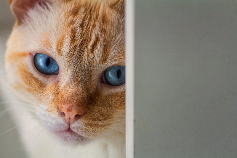 Orange and White Cat — Curious, Photograph, Wall
