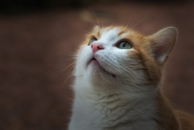 Orange and White Cat — Curious, Photograph, Whiskers, Green Eyes