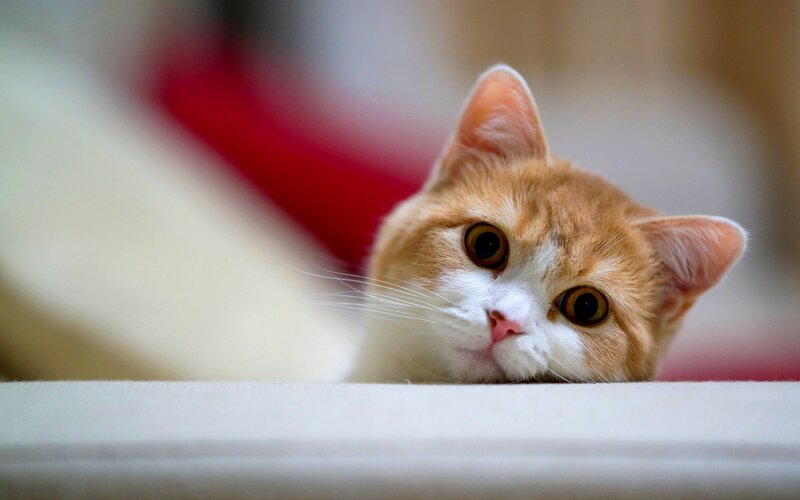 Orange and White Cat — Curious, Photograph, Whiskers