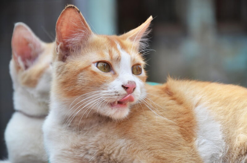 Orange and White Cat — Curious, Photograph, Whiskers, Tongue