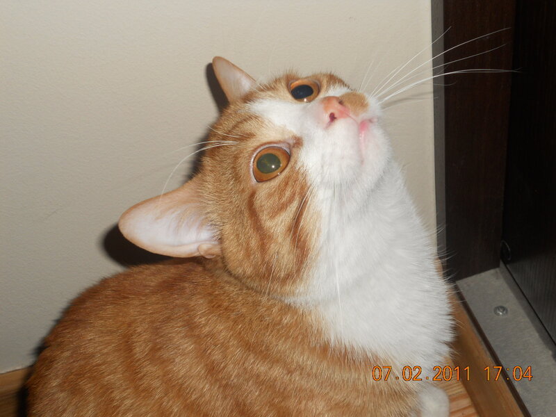 Orange and White Cat — Curious