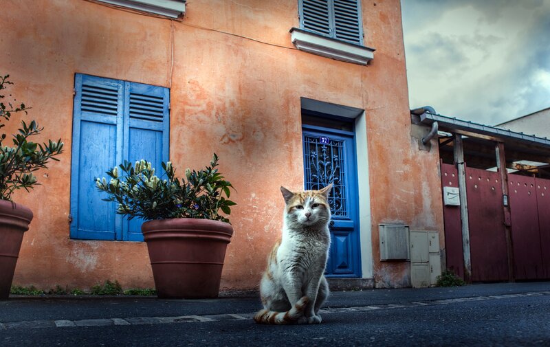 Orange and White Cat — Dramatic, Afternoon