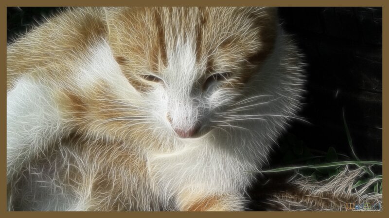 Orange and White Cat — Dramatic, Digital Art