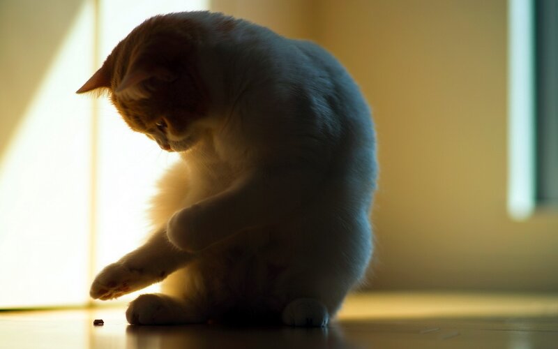Orange and White Cat — Dramatic