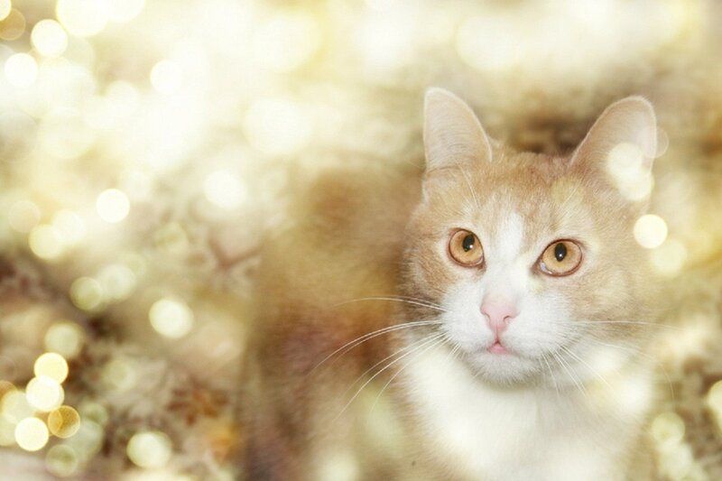 Orange and White Cat — Gold