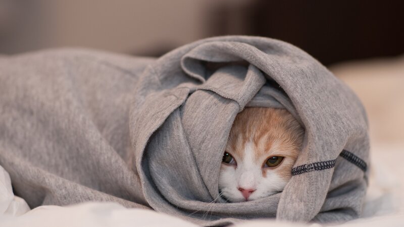 Orange and White Cat — Gray, Calm, Photograph
