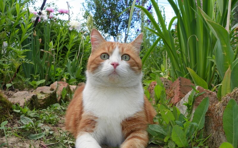 Orange and White Cat — Green, Calm, Afternoon, Photograph, Flowers