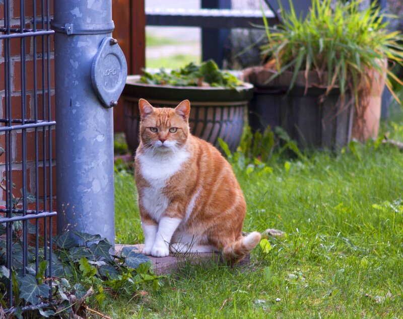 Orange and White Cat — Green, Calm, Afternoon, Photograph, Grass, Brick Wall