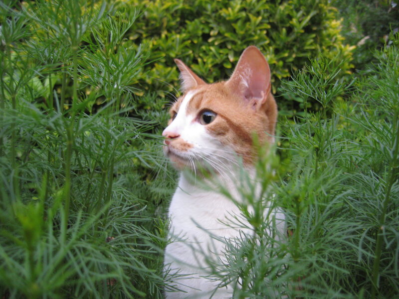 Orange and White Cat — Green, Calm, Afternoon, Photograph, Grass, Bush