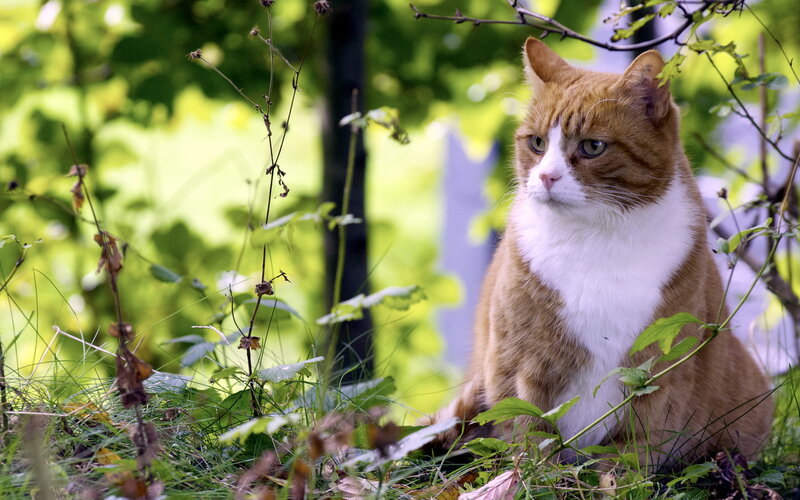 Orange and White Cat — Green, Calm, Afternoon, Photograph, Grass, Leaves, Plants
