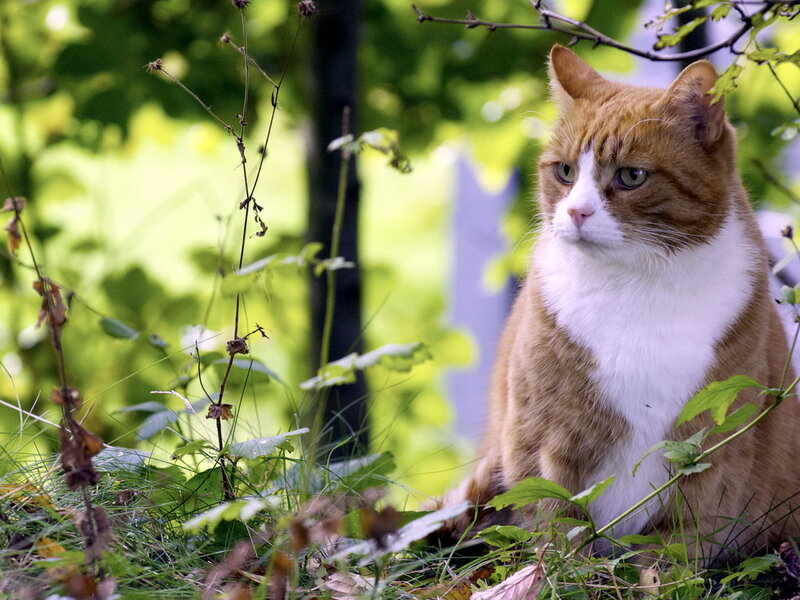Orange and White Cat — Green, Calm, Afternoon, Photograph, Grass, Leaves