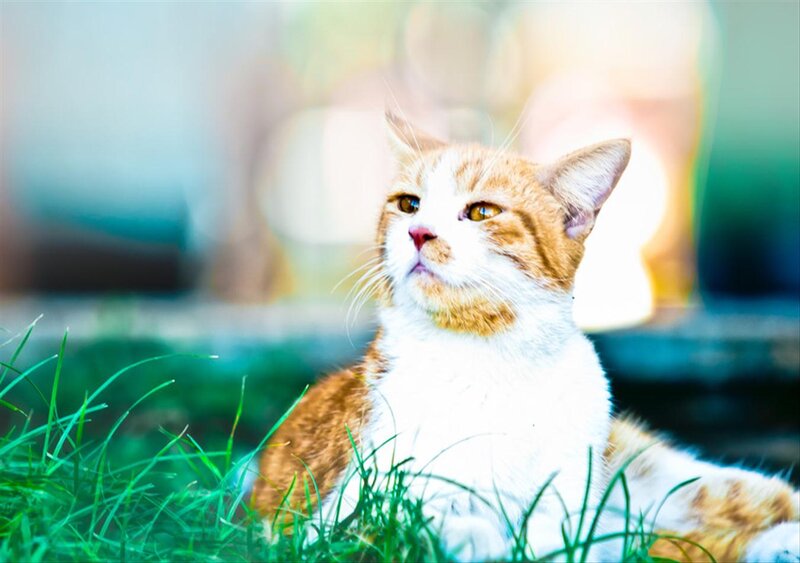 Orange and White Cat — Green, Calm, Afternoon, Photograph, Grass, Outdoor