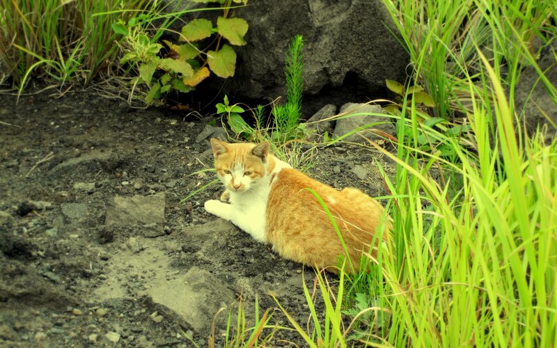 Orange and White Cat — Green, Calm, Afternoon