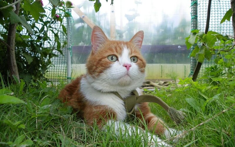 Orange and White Cat — Green, Calm, Morning